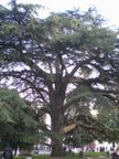 cedro1.jpg
