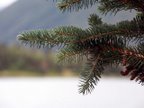 spruce_leafe.jpg