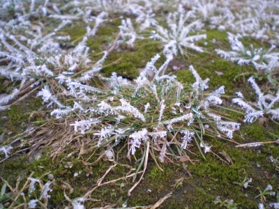 erba gelata