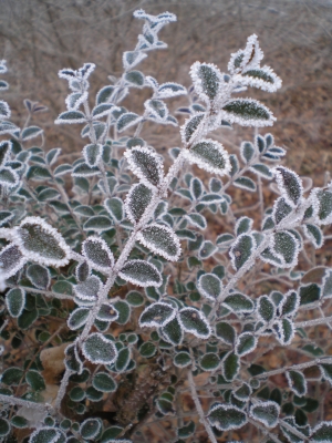 foglie gelate