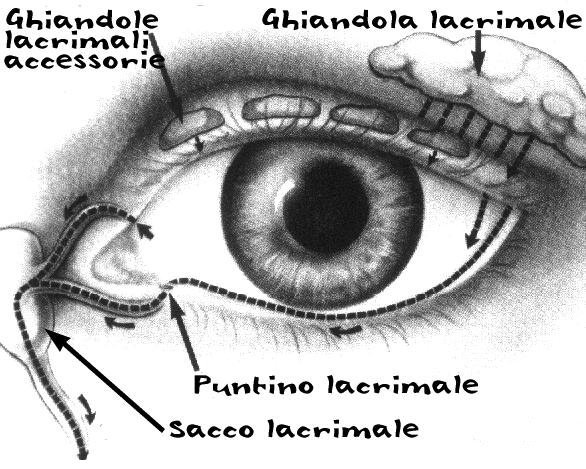 Anatomia del sistema lacrimale